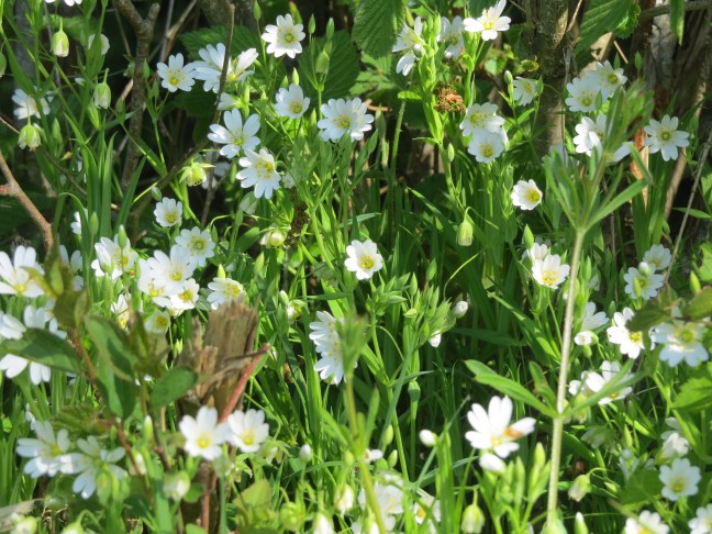 6. Stitchworts - Hodd Farm, Old Basing (2)