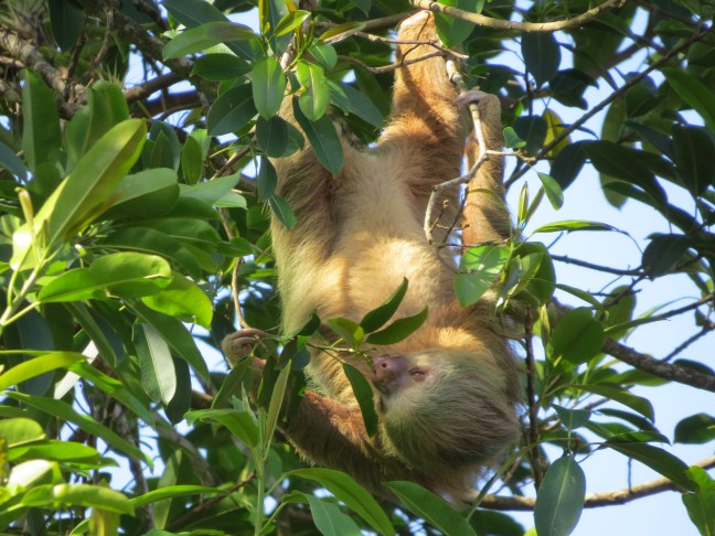 6. Two-toed Sloth - El Ciervo (18)