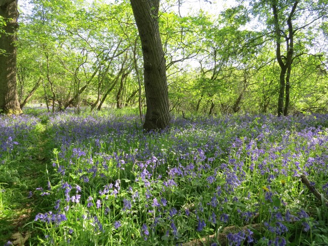 7. Bluebell woods - Hodds Farm, Old Basing (10)